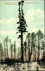 Twin Pine Tree Postcard