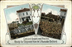 Concord Grapes and Peaches Ready for Shipment From W. I. Huxtable Orchard Postcard