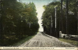 Through the Dane Woods Center Harbor, NH Postcard Postcard