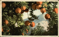 A California Vista Fruit Postcard Postcard