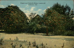 Pepper and Umbrella Trees Calexico, CA Postcard Postcard