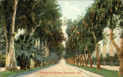 Scenic View of Magnolia Avenue Riverside, CA Postcard Postcard