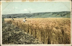 Dry Grown Wheat Postcard