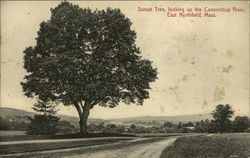 Sunset Tree, looking up the Connecticut River East Northfield, MA Postcard Postcard