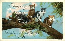 Greetings From the White Mountains, New Hampshire Postcard