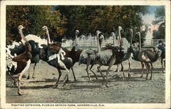 Fighting Ostriches at a Florida Ostrich Farm Jacksonville, FL Postcard Postcard