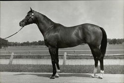 My Dad George Horses Postcard Postcard