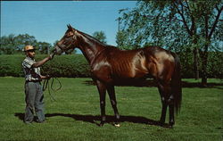 Nasua Horses Postcard Postcard