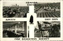 Armada Cream, Dry Don, Apitiv, Fine Sandeman Sherry Advertising Postcard Postcard