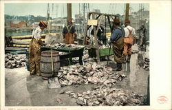 Weighing Up the Catch Gloucester, MA Postcard Postcard