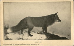 Red Fox Postcard