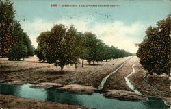 Irrigating a California Orange Grove Postcard