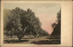 Fig Grove Oroville, CA Postcard Postcard