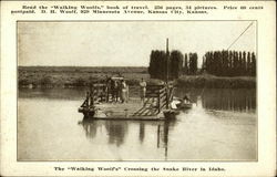 The "Walking Woolfs" Crossing the Snake River Postcard