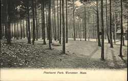 Pinehurst Park Worcester, MA Postcard Postcard