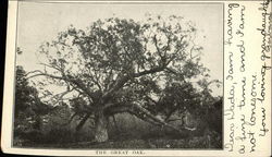 The Great Oak Postcard