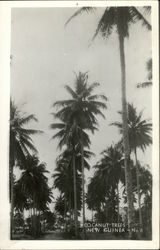 Cocanut Trees New Guinea South Pacific Postcard Postcard