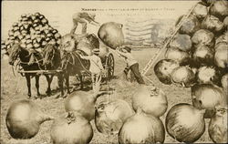 Loading Giant Onions on Wagon Exaggeration Postcard Postcard