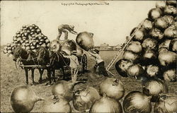 Loading Huge Onions Onto Horse Drawn Wagon Exaggeration Postcard Postcard