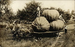 Huge Pumpkins on Wagon Postcard