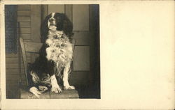 Black and White dog sitting on chair Dogs Postcard Postcard