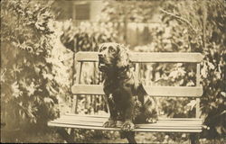 Spaniel Sitting on Bench Postcard