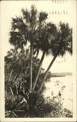 View of Beach and Palm Trees Daytona Beach, FL Postcard Postcard