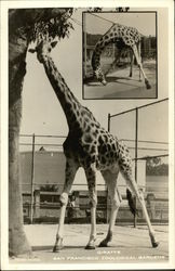 Giraffe, San Francisco Zoological Gardens Postcard