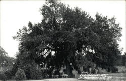 Evangeline Oak Saint Martinville, LA Postcard Postcard