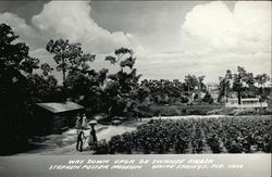 Stephen Foster Museum White Springs, FL Postcard Postcard