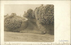 Pink ivy geraniums, President Wheeler's Berkeley, CA Postcard Postcard