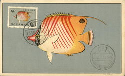 Coral Fish Da Serie de Peixes de Mocambioue Postcard