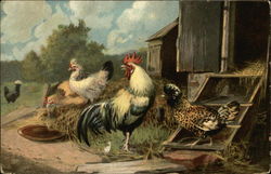 Flock of Chickens and Roosters Postcard Postcard