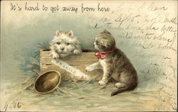 Playful Cat and Dog Postcard