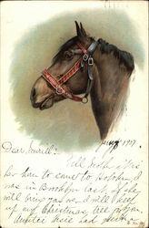 Horse Head with Red Bridle Postcard