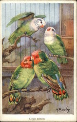 Love birds Postcard Postcard