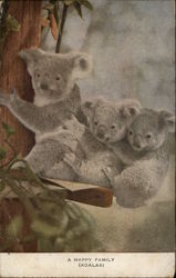 "A Happy Family" - Three Koalas Postcard