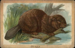 Beaver Chewing on Branch Postcard Postcard