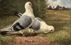 Two Gray and White Pigeons in a Meadow Birds Postcard Postcard