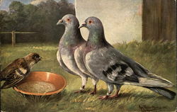 Two Pigeons and Small Bird by Orange Bowl Birds Postcard Postcard