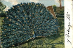 Peacock with Open Plumage Birds Postcard Postcard