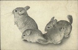 Bonney Blue Chinchillas, Inc Postcard Postcard