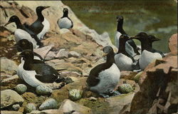 Colony of Murres Birds Postcard Postcard