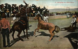 Bringing in a Wild Horse Postcard