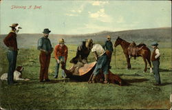 Skinning a Beef Postcard