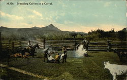 Branding Calves in a Corral Postcard