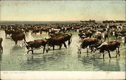 "Trail Herd Watering" - Cattle Drive Postcard