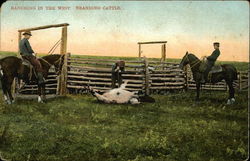 Ranching in the West, Branding Cattle Postcard