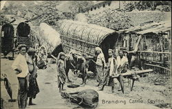 Branding Cattle, Ceylon Postcard