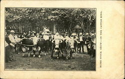 Hume Stock Show - In The Cattle Ring Postcard